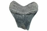 Partial Fossil Megalodon Tooth - Serrated Blade #289314-1